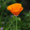 Eschscholzia californica