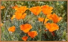 Eschscholzia californica