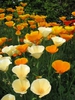 Eschscholzia californica