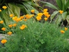 Eschscholzia californica