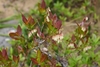 Raceme of pendulous white urn-shaped flowers with foliage.