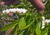  Eubotrys racemosa - 