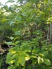 Form
