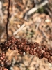 Mature capsules.