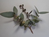 Leaves, flowers and fruits.