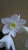 Close up of bloom
