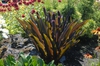 Eucomis
