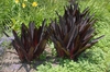 Eucomis
