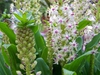 Eucomis comosa