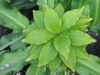 Eucomis bicolor