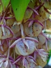 Eucomis bicolor close up