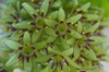 Eucomis bicolor