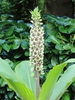 Eucomis