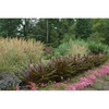 Used in the landscape
