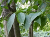 leaves