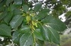 Eucommia ulmoides