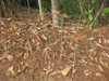 erect habit