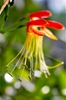 close up of the flower