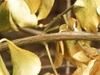 Euonymus fortunei