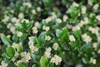 Euonymus fortunei