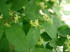 Pale green leaves and green, 4-petaled flowers.