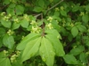 Pale green leaves and green, 4-petaled flowers.
