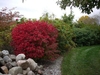 Rounded shrub with bright red foliage.