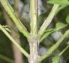 Euonymus alatus 'Compactus'