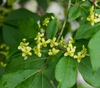 Euonymus alatus 'Compactus'