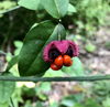 Euonymus americanus