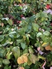 Leaves - Oct. 28 - Mecklenburg Co., NC