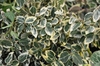 Euonymus fortunei 'Emerald Gaiety'