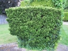 Euonymus japonicus 'Microphyllus'