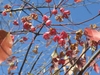 Red capsules hanging from nearly bare branches against the sky