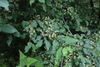 foliage and small white flowers