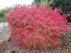 Rounded shrub with bright red-pink foliage.