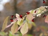 Aging & yellowing leaves and red seeds in open capsules.