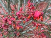 Fruit and leaf