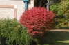 Euonymus alatus 'Compactus'