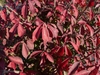 Reddish fall leaves