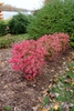 Rall form of shrub with reddish leaves