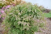 Summer form of the shrub with green leaves