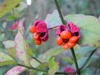 Red capsules opening to reveal red-orange seeds