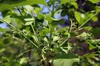 Stem, Leaves and fruit