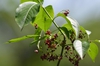 Leaves and flowers