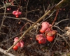Fruit closeup