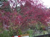 Fall color