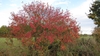 Fall form