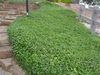 Euonymus fortunei
