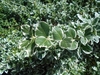 Variegated leaves